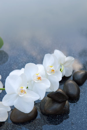 Spa stones with white orchid flowers.Black stones on a gray background, space for a text .の写真素材