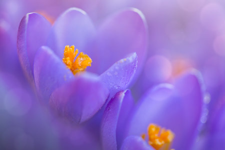 Spring background with purple flowering crocus isolated.の写真素材