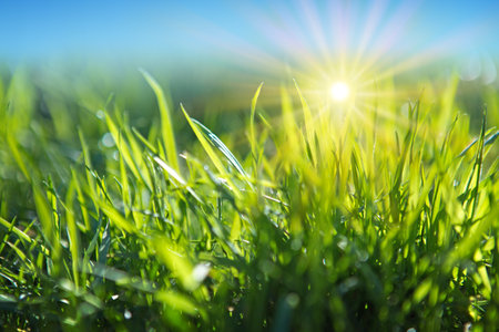 Bright vibrant green grass close-up.の写真素材