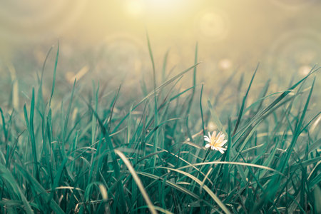 Yellow blooming wildflower Crepis biennis, isolated on green field background.