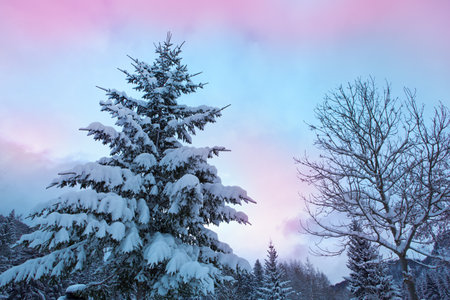 Frozen fir tree after a snowfall on a cold winter day in the Alps.の写真素材