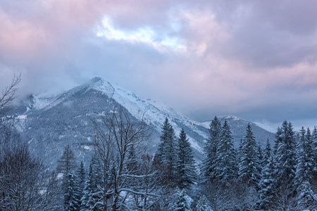 Winter landscape with snow-covered pine trees in the Alps.の写真素材
