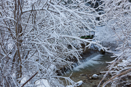 Snow-covered trees on the bank of a winter river.の写真素材