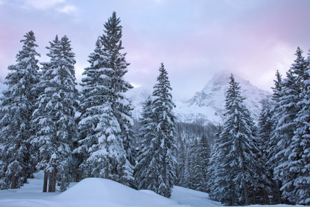 Fir trees after a snowfall on a cold winter day in the Alps.の写真素材
