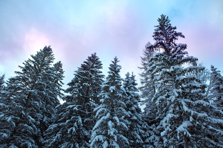 Winter landscape with snow-covered pine trees in the forest.の写真素材