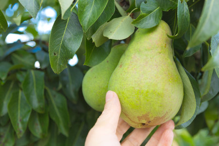 The farmer's hand holds a pear. A woman's hand picks a fresh fruit.の写真素材