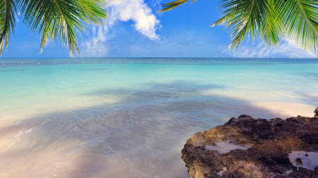 Palm tree on tropical beach with blue sky and white clouds. Travel background.の写真素材