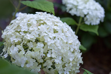White Annabelle hydrangea flowers in natural sunlight garden.の写真素材