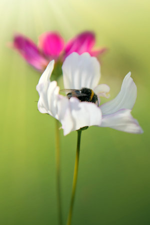 Honey bee with cosmos flower, macro floral photographyの写真素材