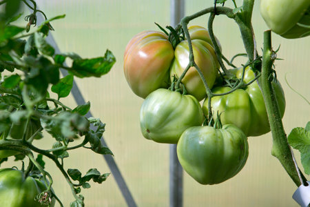 Close-up of large green tomatoes in the home garden.の写真素材
