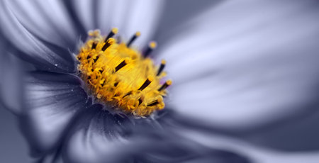 A close-up shot of a white Cosmos flower in the gardenの写真素材