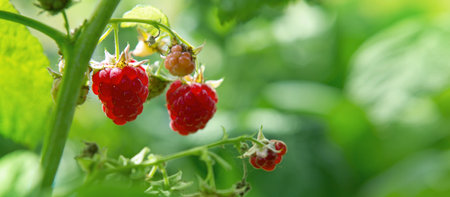 Red raspberries and green leaves in garden, closeup.の写真素材