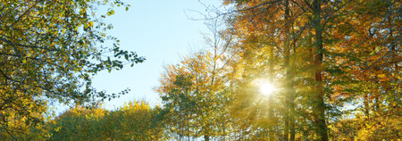 Beautiful autumn forest background with sun rays.の写真素材