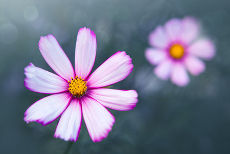 A close-up shot of a white Cosmos flower in the gardenの写真素材