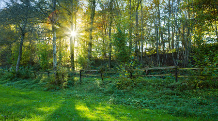 Beautiful summer forest background with sun rays.の写真素材