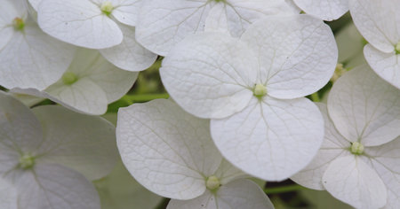 Background white flowers hydrangea, close up.の写真素材