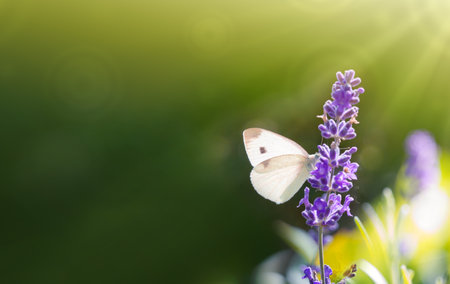 White butterfly in lavender flowers.の写真素材
