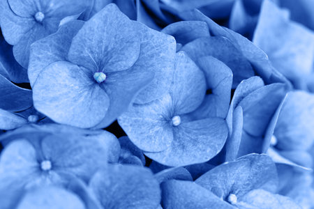 Background blue flowers hydrangea, close up.の写真素材