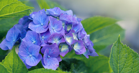 Blue hydrangea flowers growing in the garden, beautiful background