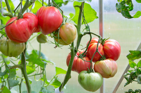 Close-up of large red heart tomatoes in the home garden.の写真素材