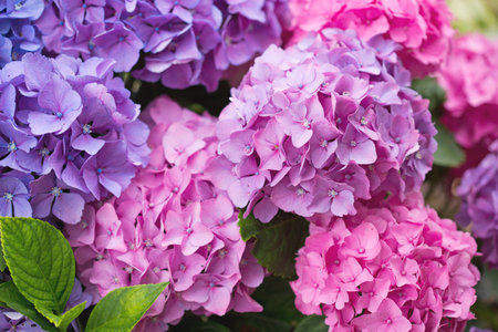 Background colorful flowers hydrangea, close up.の写真素材