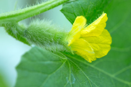 Green cucumber growing in vegetable garden.の写真素材