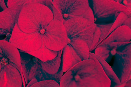 Background red flowers hydrangea, close up.の写真素材