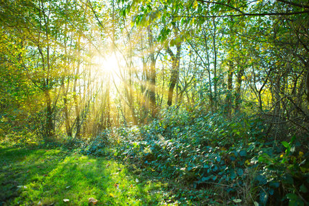 Beautiful summer forest background with sun rays.の写真素材