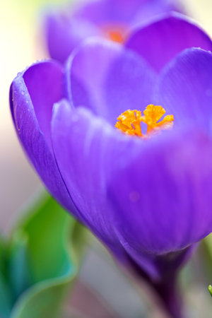 Spring background with purple flowering crocus isolated.の写真素材
