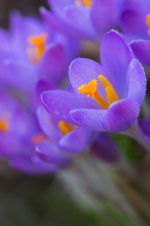 Spring background with purple flowering crocus isolated.の写真素材