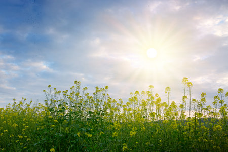 Spring landscape with Rape blossoms and sunrise.の写真素材