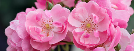 Pink roses on green blur background .の写真素材