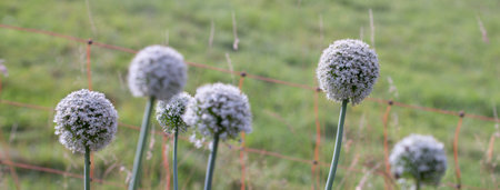 White onion blossoms against a green background.の写真素材