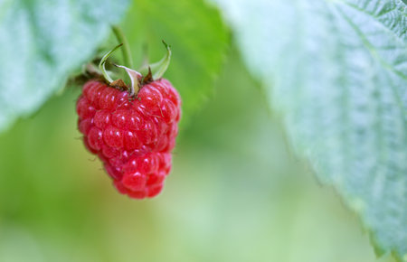 Red raspberries and green leaves in garden, closeup.の写真素材