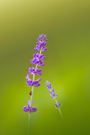 Close up of a ladybug and lavender blossom on blurred background.の写真素材