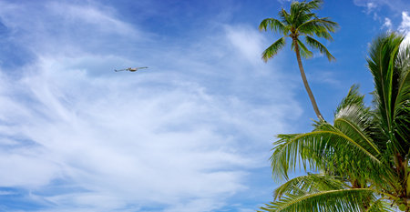 Tropical palm trees with blue sky and white clouds background.の写真素材