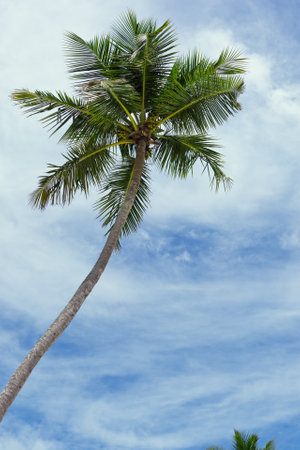 Tropical palm tree with blue sky and white clouds background.の写真素材