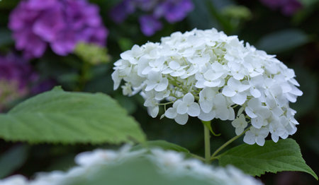 White Annabelle hydrangea flowers in a German garden.の写真素材