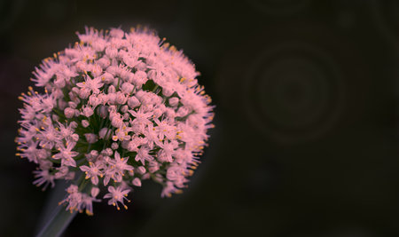 Close up of onion blossom against a green background.の写真素材