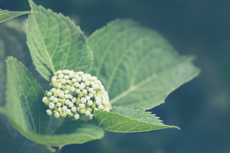 White Annabelle hydrangea flowers in a garden.の写真素材