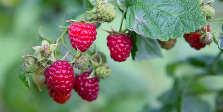 Close up of branch of ripe raspberry on a bush in a gardenの写真素材