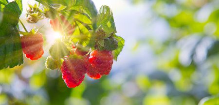 Close up of branch of ripe raspberry on a bush in a gardenの写真素材