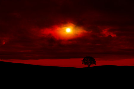 Abstract red sunset background with single tree and clouds.の写真素材