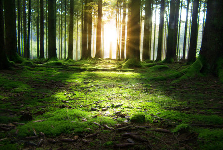 Green forest of trees with the sun casting its rays of light through.の写真素材