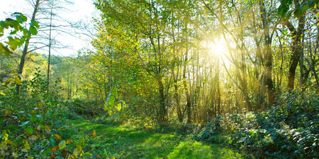 Beautiful summer forest background with sun rays.の写真素材