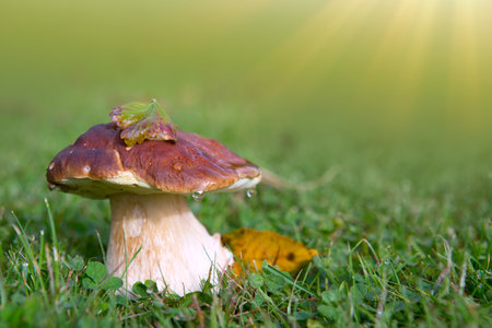 Porcini mushroom in the autumn forest.の写真素材