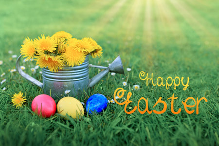 Easter eggs and watering can with dandelion flowers on green meadow.の写真素材