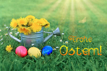 Easter eggs and watering can with dandelion flowers on green meadow.の写真素材