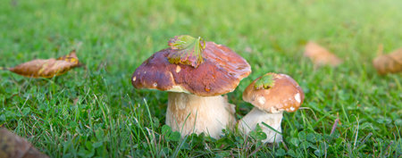 Two Porcini mushrooms in the autumn forest. Nature background.の写真素材