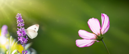 White cosmos flower isolated on green blur backgroundの写真素材